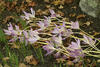 _A003475croofm.jpg